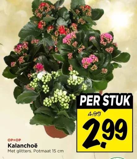 Aanbieding: Kalanchoë