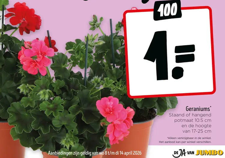 Aanbieding: Geraniums