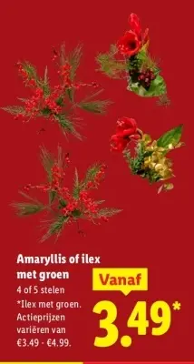 Aanbieding: Amaryllis of ilex