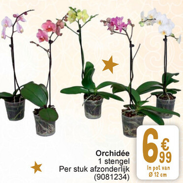 Aanbieding: Orchidée 1 stengel