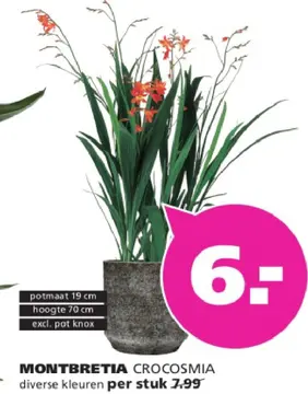 Aanbieding: Montbretia crocosmia