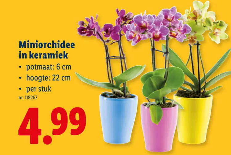Promotie: Miniorchidee in keramiek