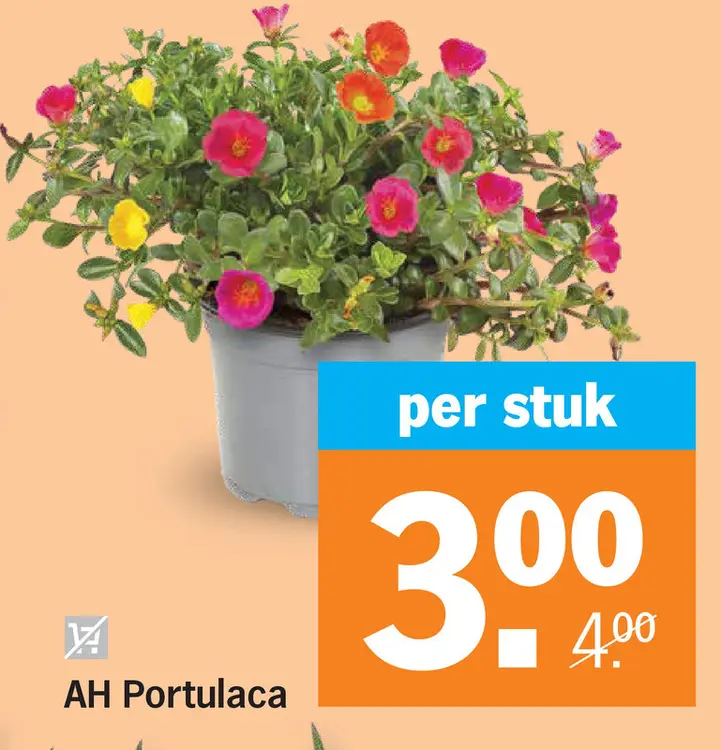 Aanbieding: Portulaca