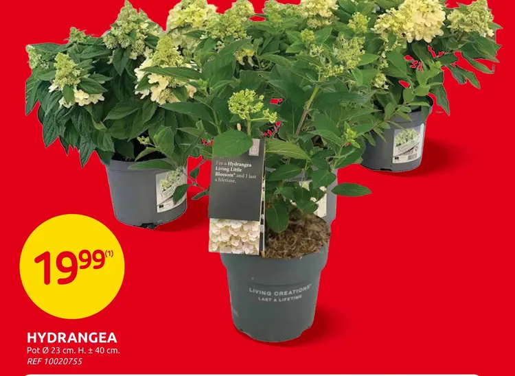Promotie: Hydrangea