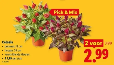 Promotie: Celosia