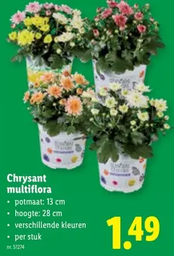 Aanbieding: Chrysant multiflora