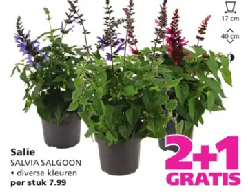 Aanbieding: Salie SALVIA SALGOON