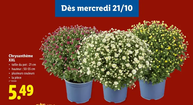 Offre: Chrysanthème XXL
