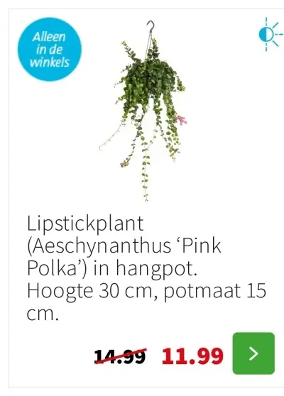 Aanbieding: Lipstickplant (Aeschynanthus 'Pink Polka') in hangpot