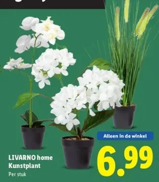 Aanbieding: LIVARNO home Kunstplant