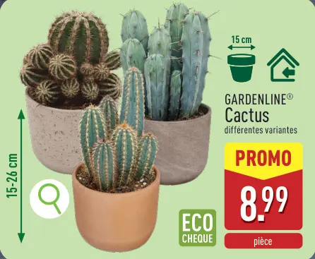 Offre: Cactus
