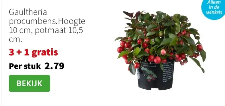 Aanbieding: Gaultheria procumbens