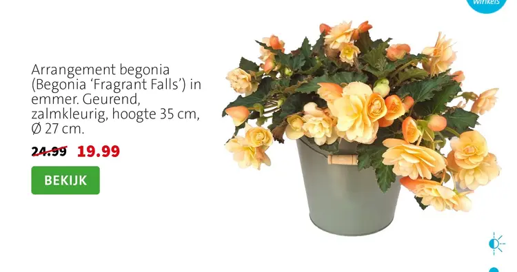 Aanbieding: Arrangement begonia