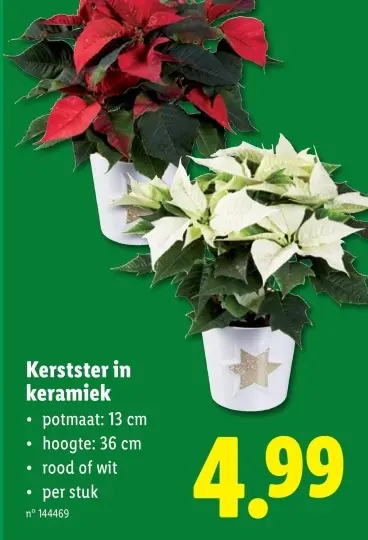 Promotie: Kerstster in keramiek