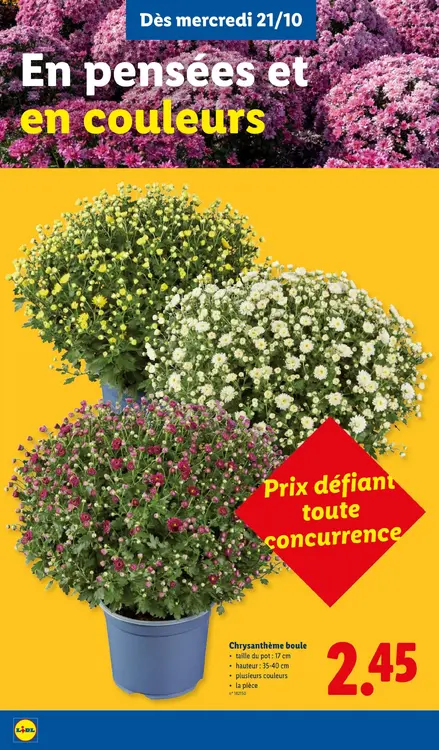 Offre: Chrysanthème boule