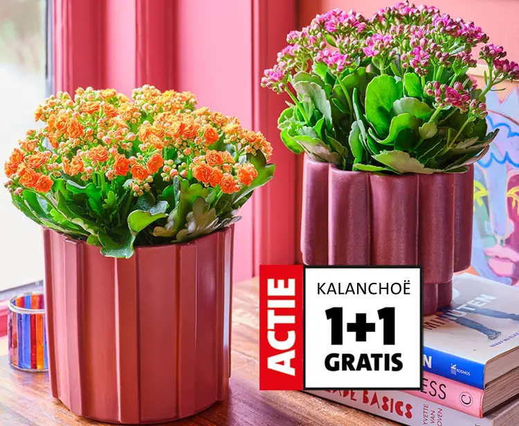 Promotie: Kalanchoë