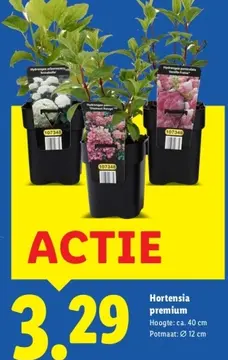 Aanbieding: Hortensia premium