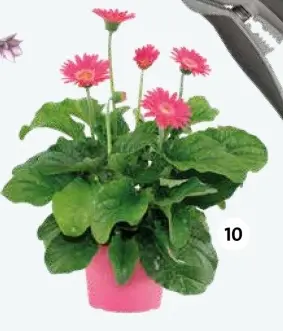 Aanbieding: Gerbera