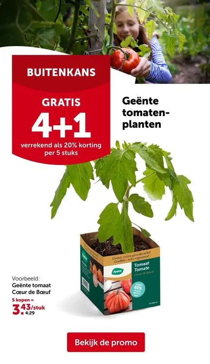 Promotie: Vaste planten in pot Ø 11 cm
