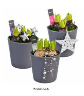 Promotie: Hyacinten in pot