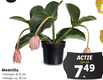 Aanbieding: Mednilla