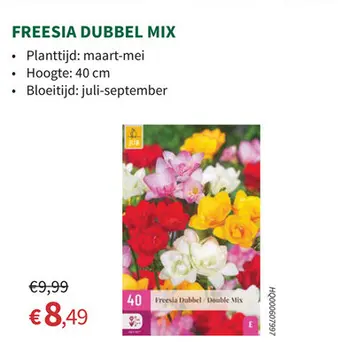 Aanbieding: Freesia dubbel mix