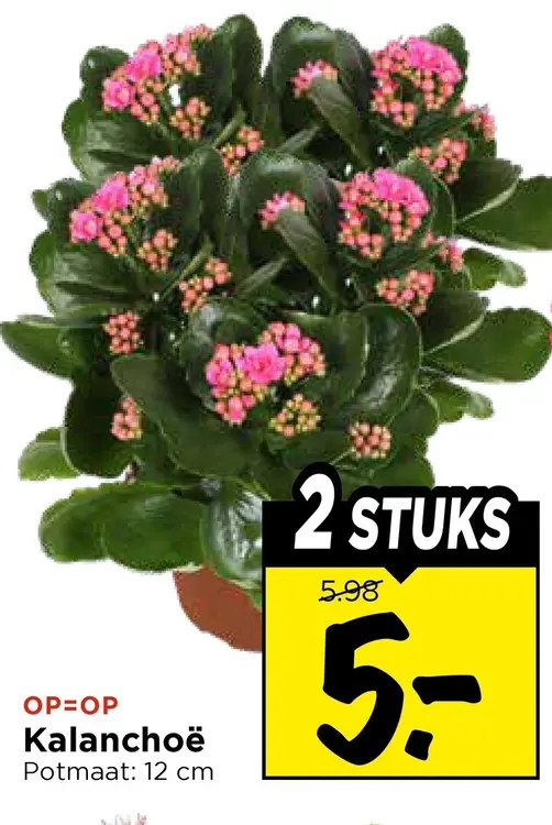 Kalanchoë