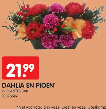Promotie: Dahlia en pioen