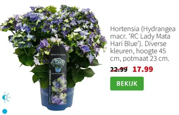 Aanbieding: Hortensia (Hydrangea macr. 'RC Lady Mata Hari