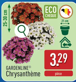 Offre: Chrysanthème