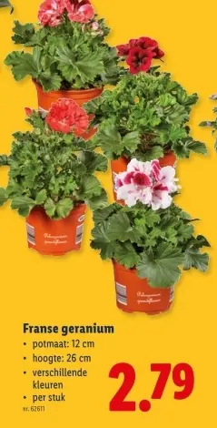 Promotie: Franse geranium
