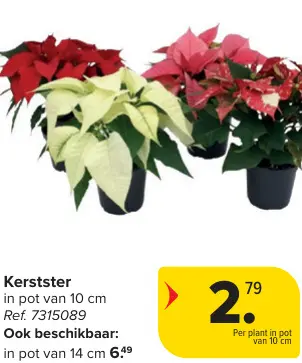 Promotie: Kerstster