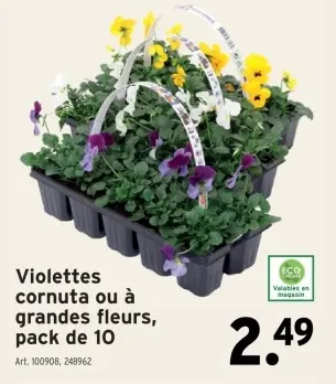 Offre: Violettes cornuta ou à grandes fleurs