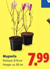 Aanbieding: Magnolia