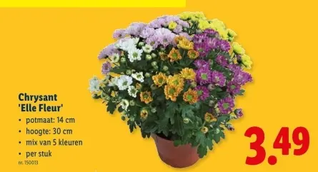 Promotie: Chrysant 'Elle Fleur'