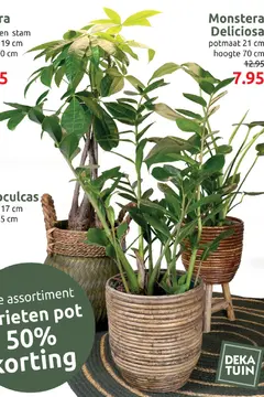 Aanbieding: Monstera Deliciosa