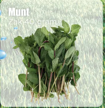 Aanbieding: Munt