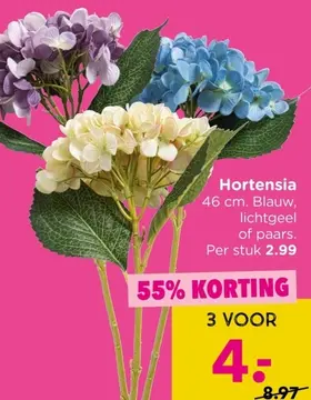 Aanbieding: Hortensia