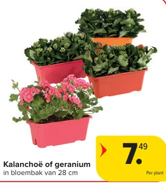 Promotie: Kalanchoë of geranium