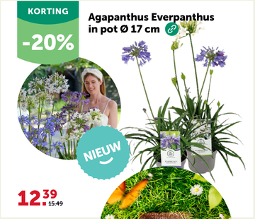 Aanbieding: Agapanthus Everpanthus in pot