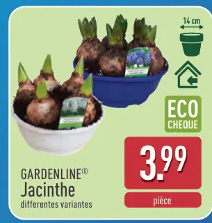 Offre: Jacinthe