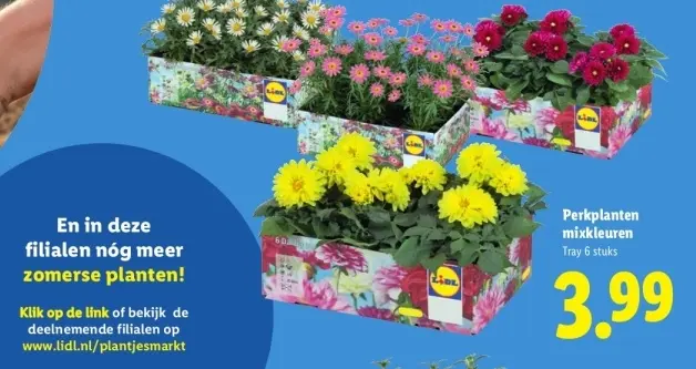 Aanbieding: Perkplanten mixkleuren