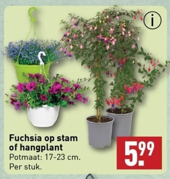Aanbieding: Fuchsia op stam of hangplant