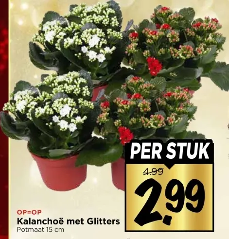 Aanbieding: Kalanchoë met Glitters