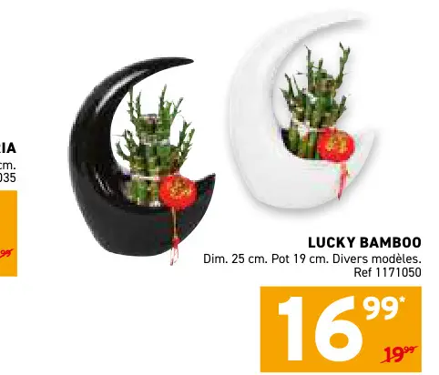 Offre: Lucky bamboo