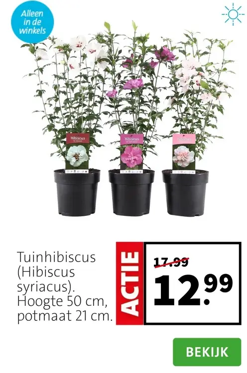 Aanbieding: Tuinhibiscus