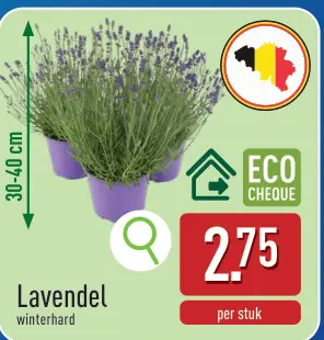 Promotie: Lavendel