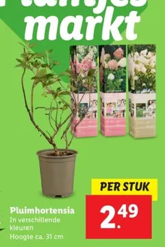 Aanbieding: Pluimhortensia
