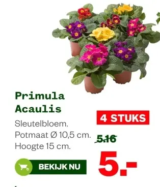 Aanbieding: Primula Acaulis