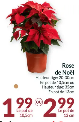 Offre: Rose de Noël